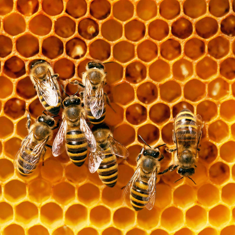 Naturprodukte aus Bienenwachs