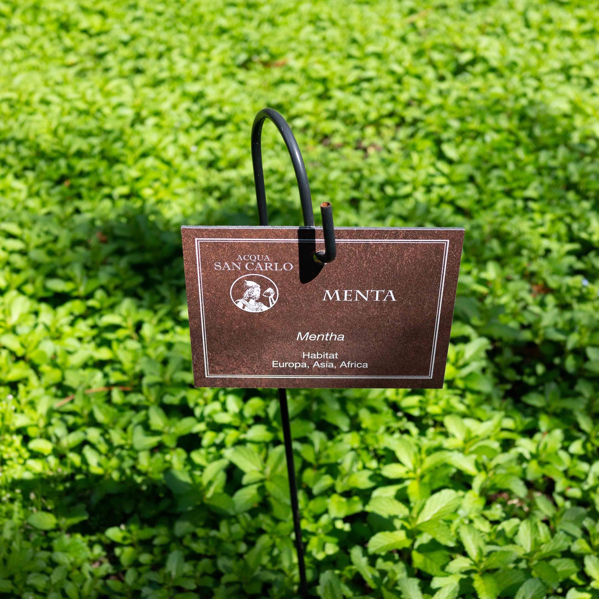 Splendido - Fermento Vivenda - Alkoholfreier Wildkräuter-Aperitif ...