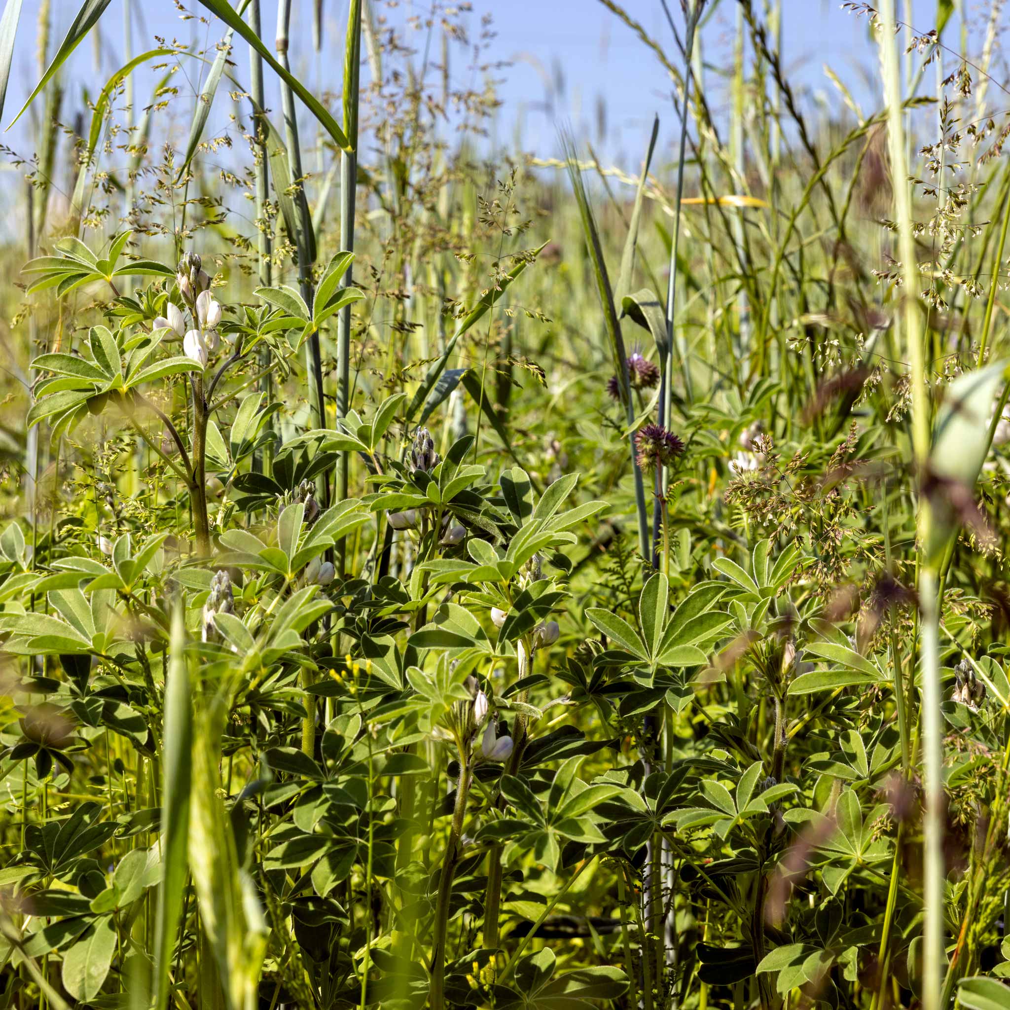 mood: Lupinen auf dem offenen Feld