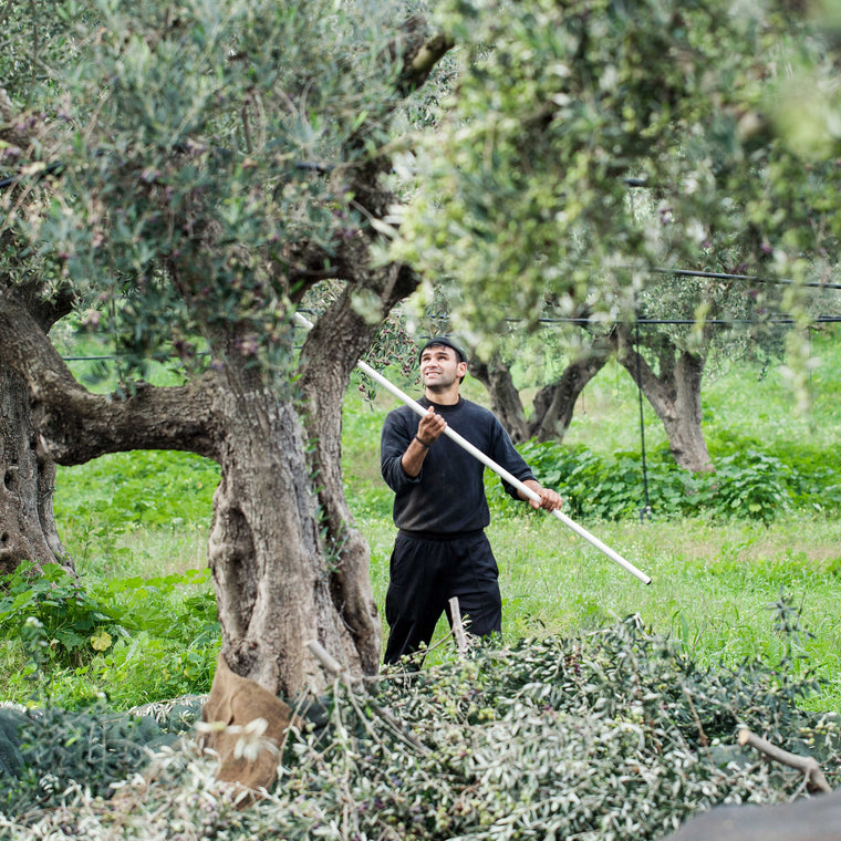 Portrait eines Mitarbeiters bei Lia während der Olivenernte bei der Baumpflege