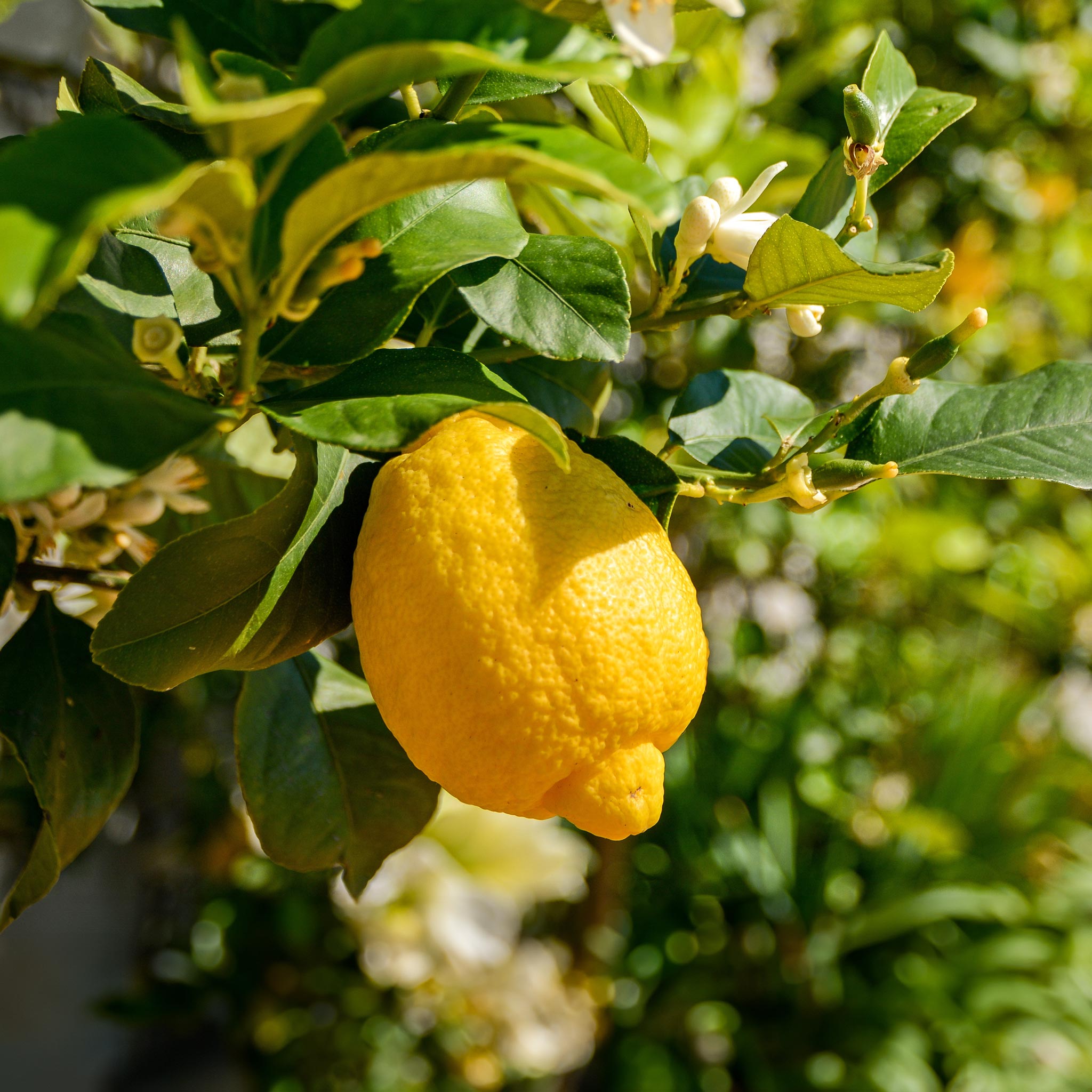 mood: Unbehandelte Zitrone am Baum im Yiayia Kräutergarten