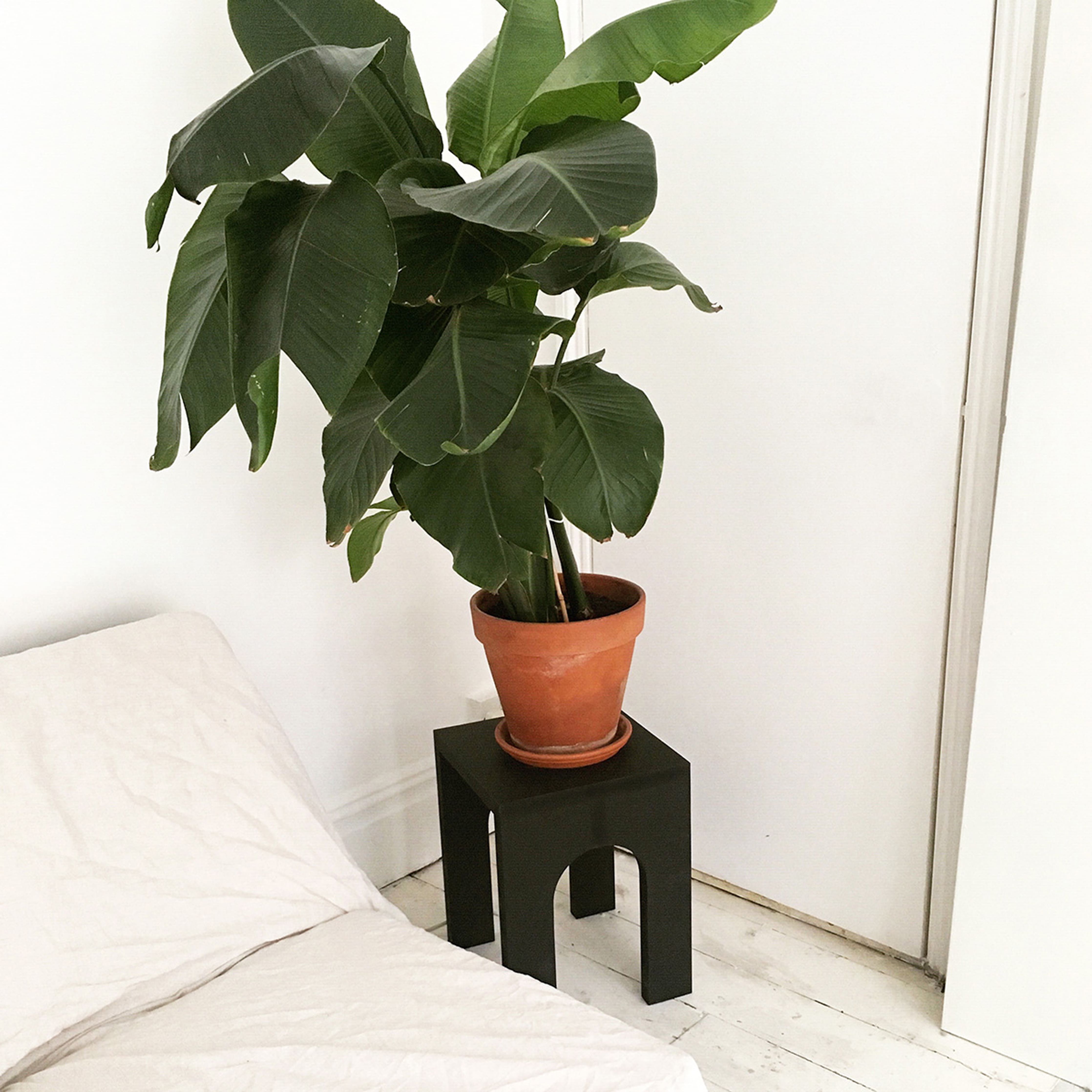 mood: Stimmungsbild des schwarzen Arcibaldo in einer Wohnung mit Palme