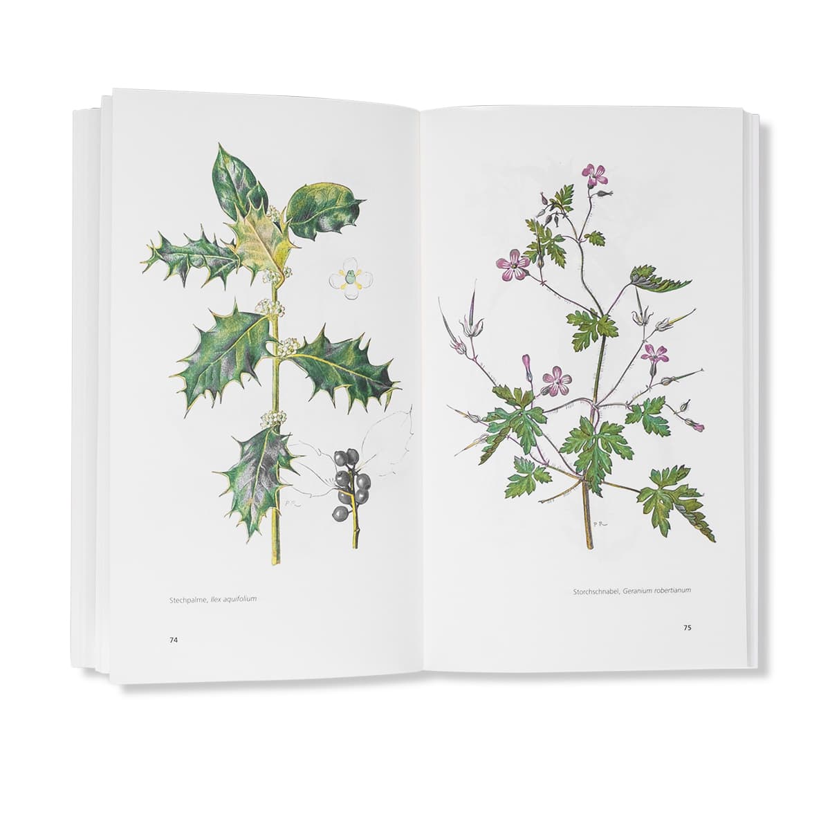 Chrut und Uchrut naturwissenschaftliche Illustration von Stechpalme und Fenchel
