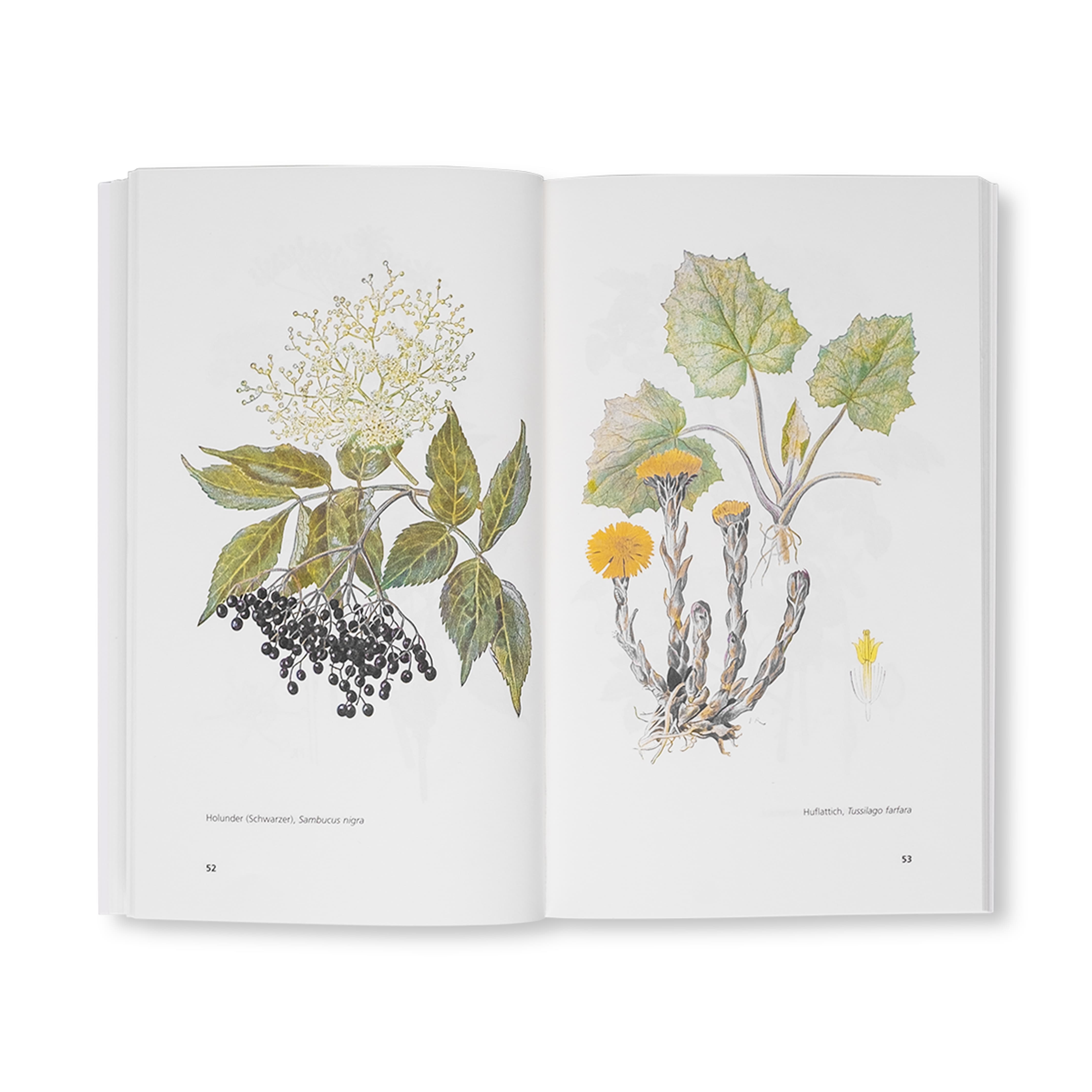 Chrut und Uchrut naturwissenschaftliche Illustration von Holunder und Huflattich