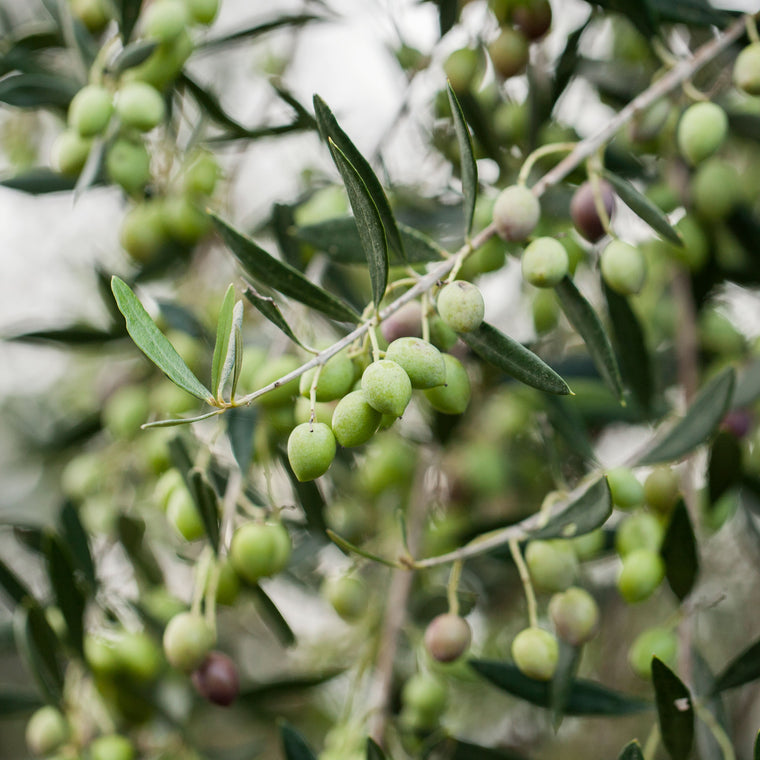 Portrait eines Olivenzweiges in den Olivenhainen von Lia in Griechenland I