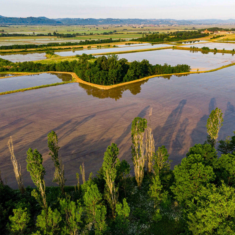 Naturaufnahme der gewässerten Reisfelder des Principato di Lucedio
